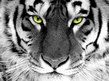 Tiger-Wallpaper-tigers-16120028-1024-768