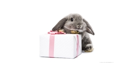 gray-bunny-with-a-present