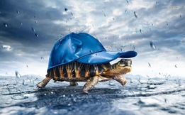 4106-turtle-walking-in-the-rain-1280x800-fantasy-wallpaper